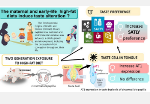 母亲和生命早期的高脂肪饮食导致对咸味食物的口味