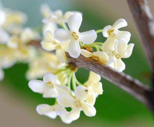 桂花泡酒的正确方法？ 桂花泡酒的正确做法