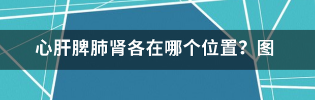 肺在哪个位置？ 肺在哪个位置图