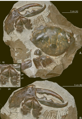 新西兰出土巨蟹化石