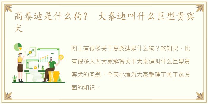 高泰迪是什么狗？ 大泰迪叫什么巨型贵宾犬