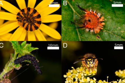 研究表明毛毛虫可以通过释放的静电来探测掠食性黄蜂