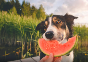 今年夏天这5种食物可让您的宠物保持健康和水分充足