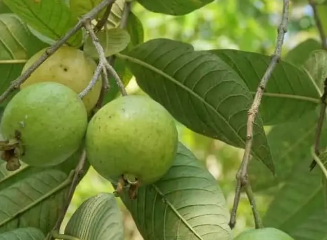 番石榴叶茶这种神奇饮料的6种鲜为人知的健康益处