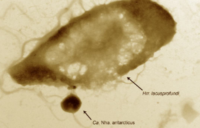 微生物学家发现南极古菌可以像寄生虫一样生存