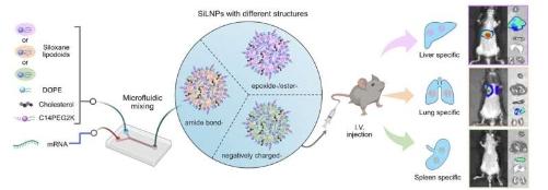 硅氧烷增强纳米粒子为mRNA治疗提供精准器官靶向